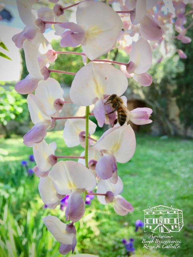 Agriturismo Borgo Buzzaccarini Rocca Di Castello モンセーリチェ エクステリア 写真